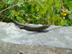 Podarcis muralis