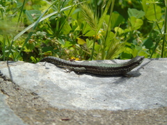 Podarcis muralis