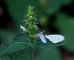 Leptosia alcesta inalcesta