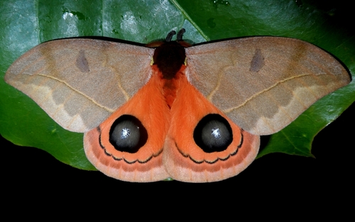 Saturniid moth with fake eyes, Automeris cinctistriga or v…