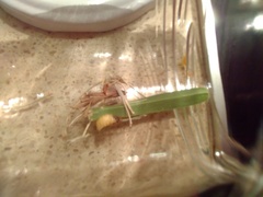 Lamprohiza mulsantii