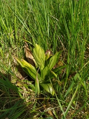Himantoglossum hircinum