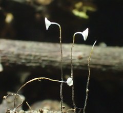 Gloiocephala