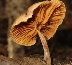 Gymnopilus purpuratus