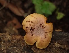 Gymnopilus purpuratus