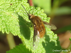 Bombylius fimbriatus