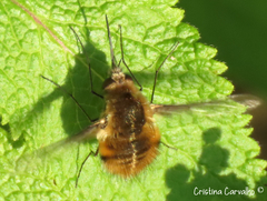 Bombylius fimbriatus
