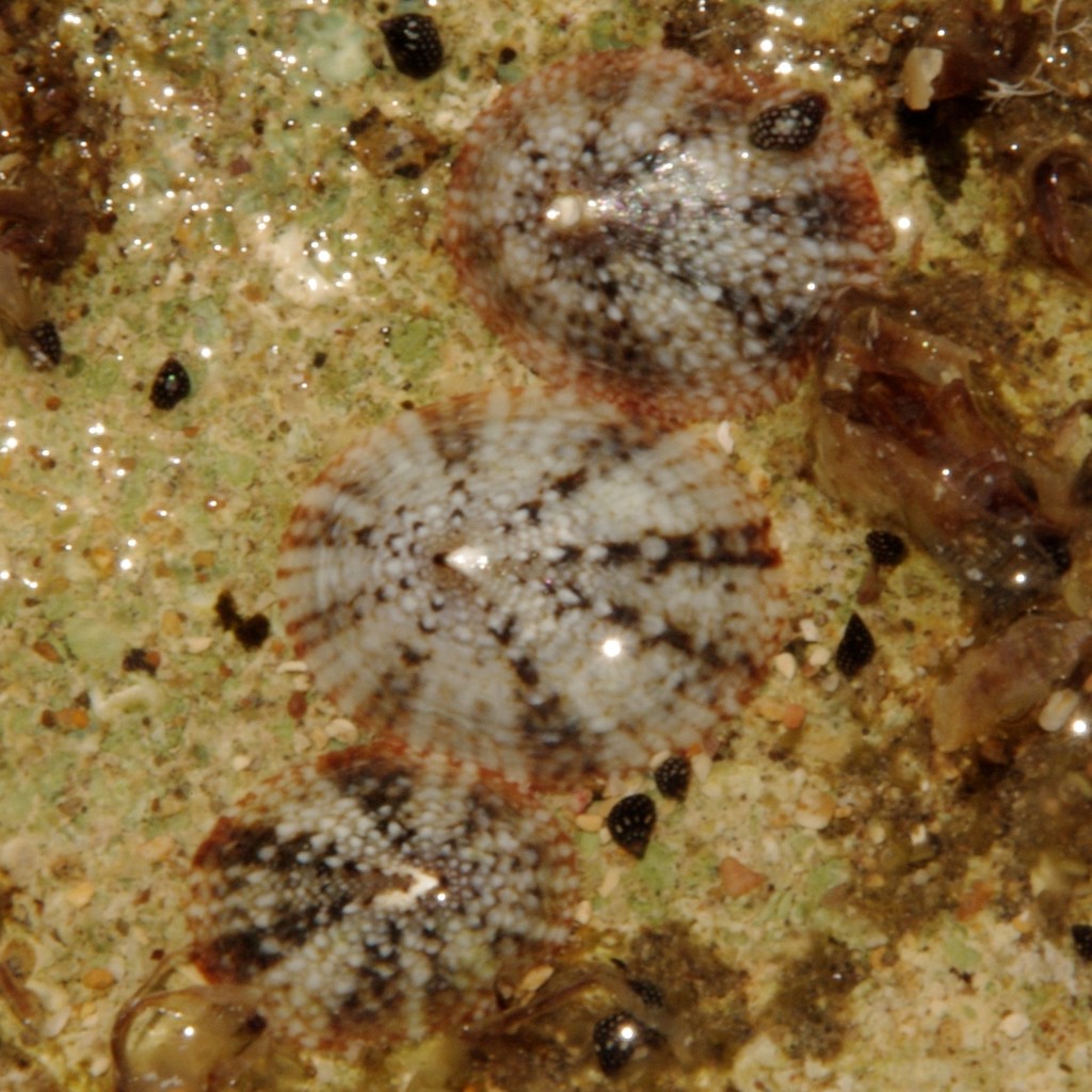 Antillean Limpet