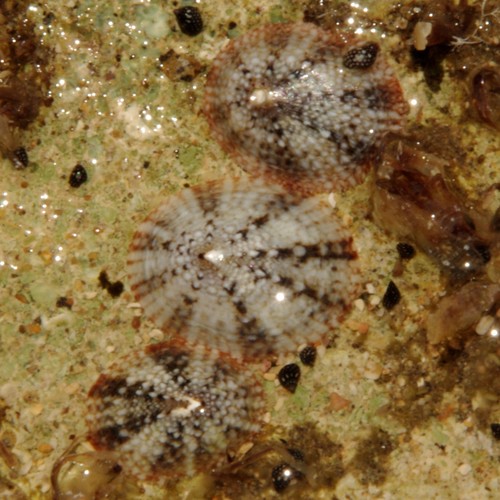 Lottia antillarum