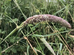 Phalaris coerulescens
