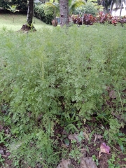 Artemisia scoparia
