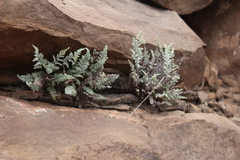 Notholaena greggii