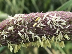 Phalaris coerulescens