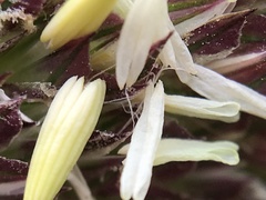 Phalaris coerulescens