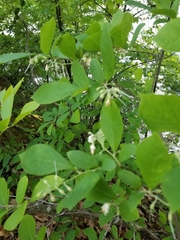 Styrax americanus