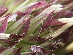 Phalaris coerulescens