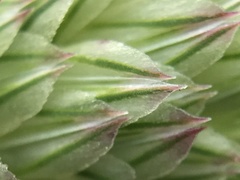 Phalaris coerulescens