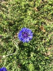 Centaurea cyanus