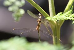 Lestes plagiatus