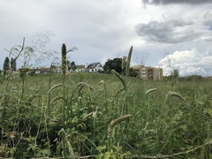 Phalaris coerulescens