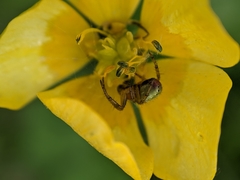 Araniella opisthographa