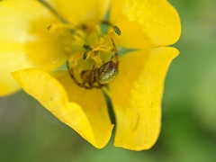Araniella opisthographa