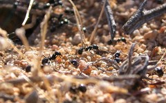 Veromessor pergandei
