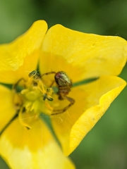 Araniella opisthographa