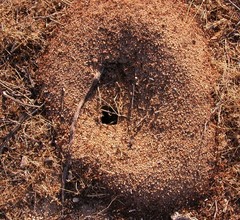 Veromessor pergandei