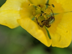 Araniella opisthographa