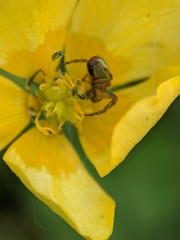 Araniella opisthographa
