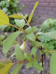 Lonicera caerulea edulis