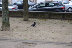 Corvus corone