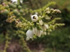 Vaccinium meridionale