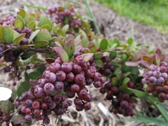 Vaccinium meridionale