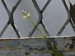 Pleurolobus gangeticus