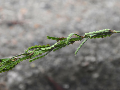 Pleurolobus gangeticus