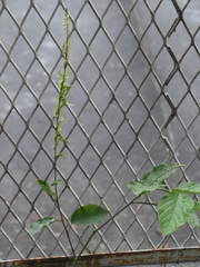 Pleurolobus gangeticus