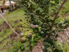 Vaccinium meridionale