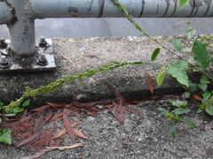 Pleurolobus gangeticus