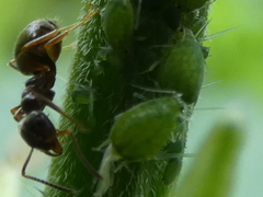 Aphis urticata