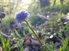 Globularia bisnagarica