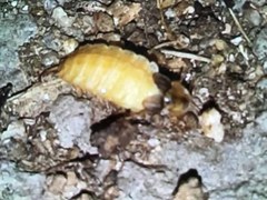 Lamprohiza mulsantii