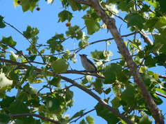 Baeolophus atricristatus