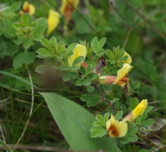 Chamaecytisus hirsutus