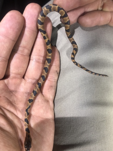 Photo of a Hallberg's Cloud Forest Snake (Cryophis hallbergi)