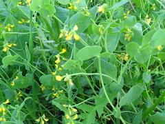 Coronilla scorpioides