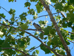 Baeolophus atricristatus