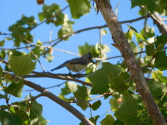 Baeolophus atricristatus