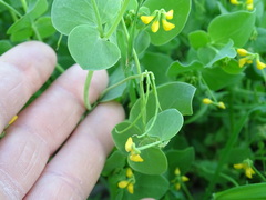 Coronilla scorpioides
